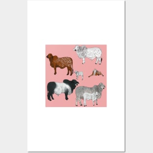 Brahman Cattle Pink Posters and Art